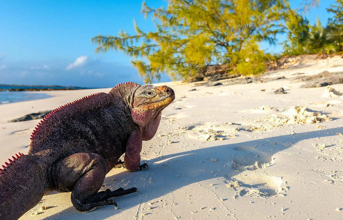 Iguana in Exuma, Bahamas