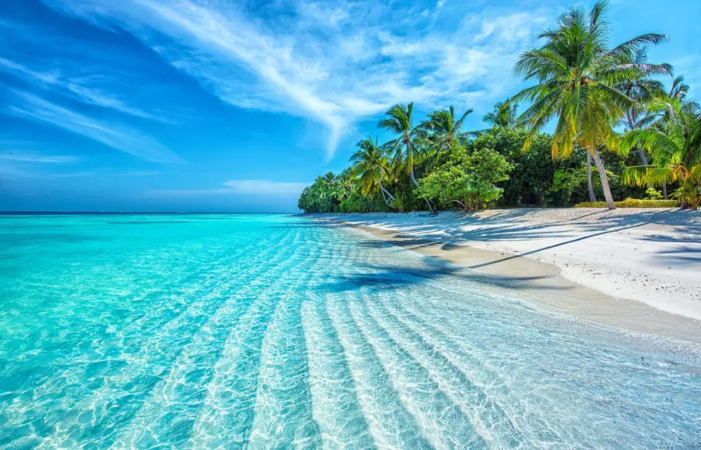 Tropical Beach in the Maldives – Crystal-Clear Water and Palm Trees