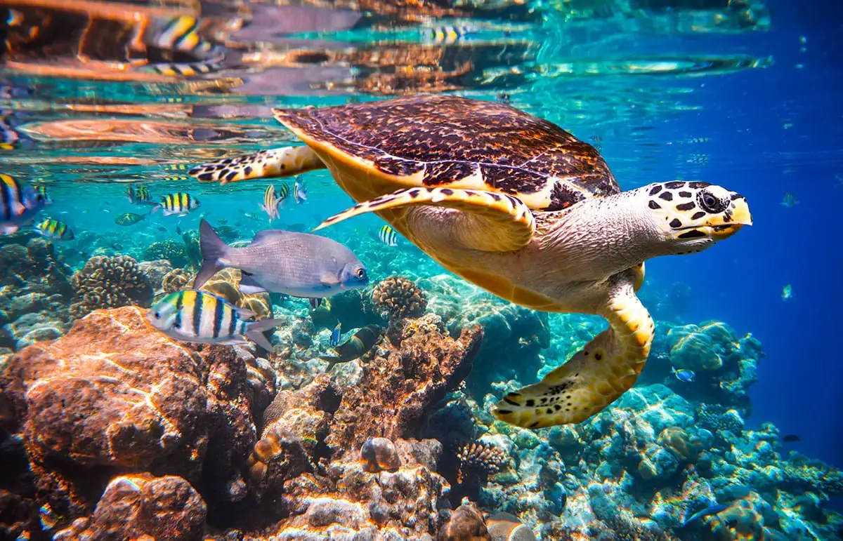 Sea Turtle Swimming Above Coral Reef – Maldives Underwater Life