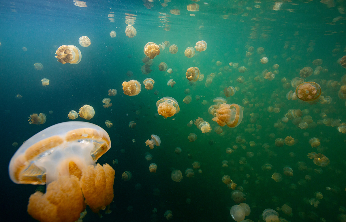 jelly fishes in the palau