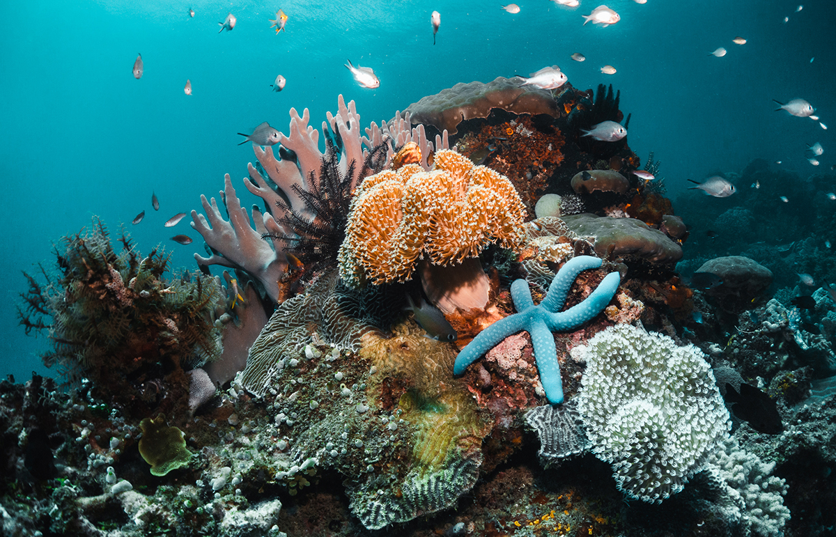 tropical fish healthy marine