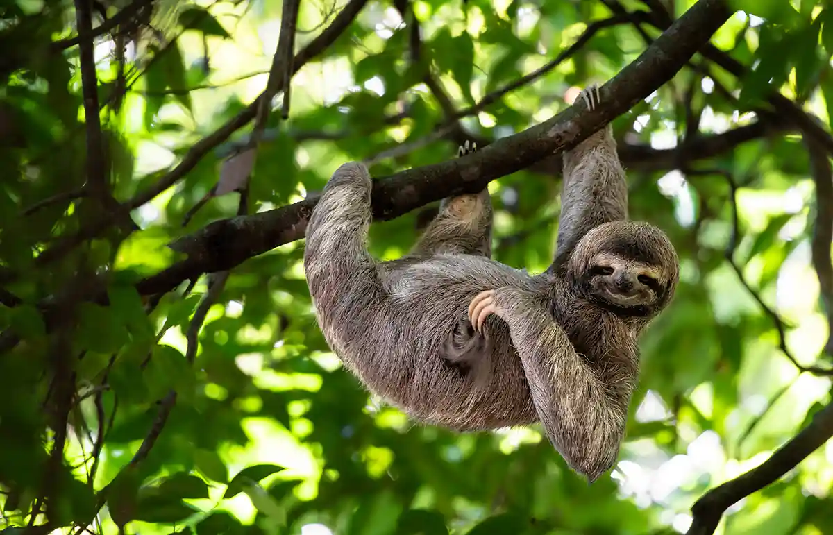 Funny sloth hanging on tree branch