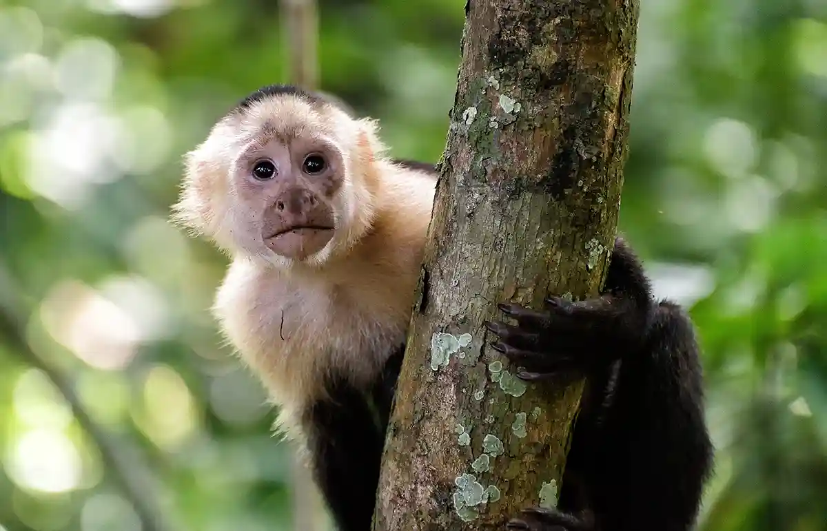 Costa Rica, Manuel-Antonio